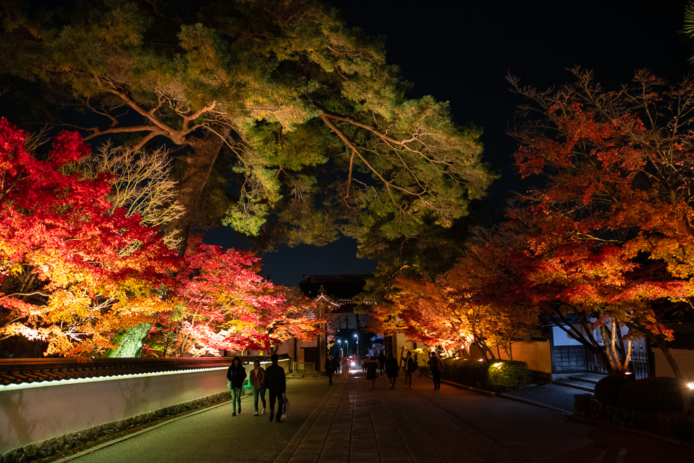京都夜楓