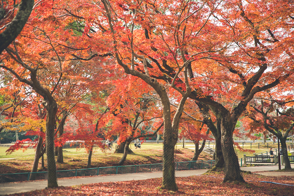 奈良公園