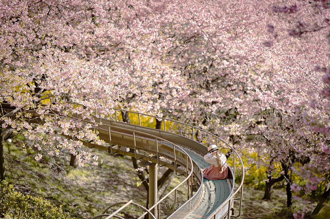 【日本】東京近郊賞櫻。西平畑公園︱河津櫻同框富士山，超浪漫櫻花溜滑梯